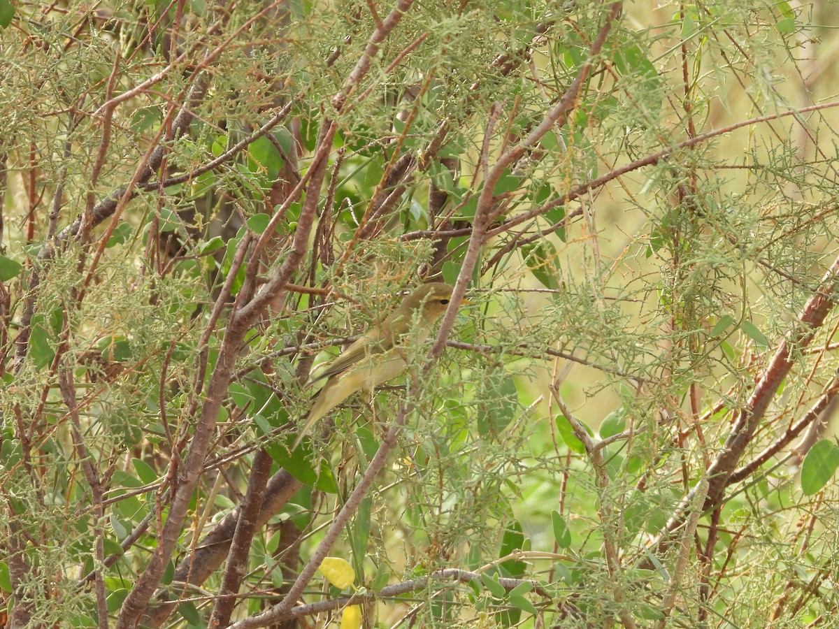 Brown Woodland-Warbler - ML645450852