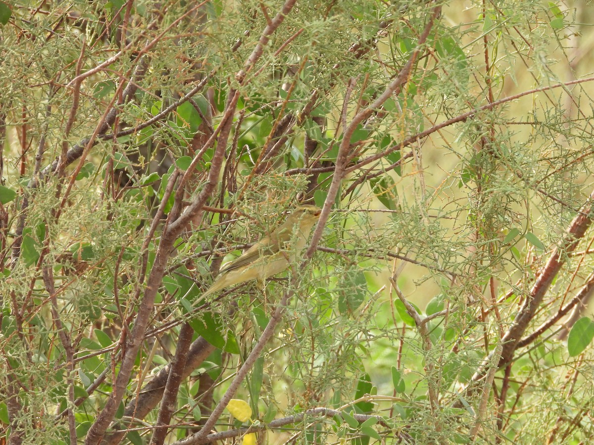 Brown Woodland-Warbler - ML645450853