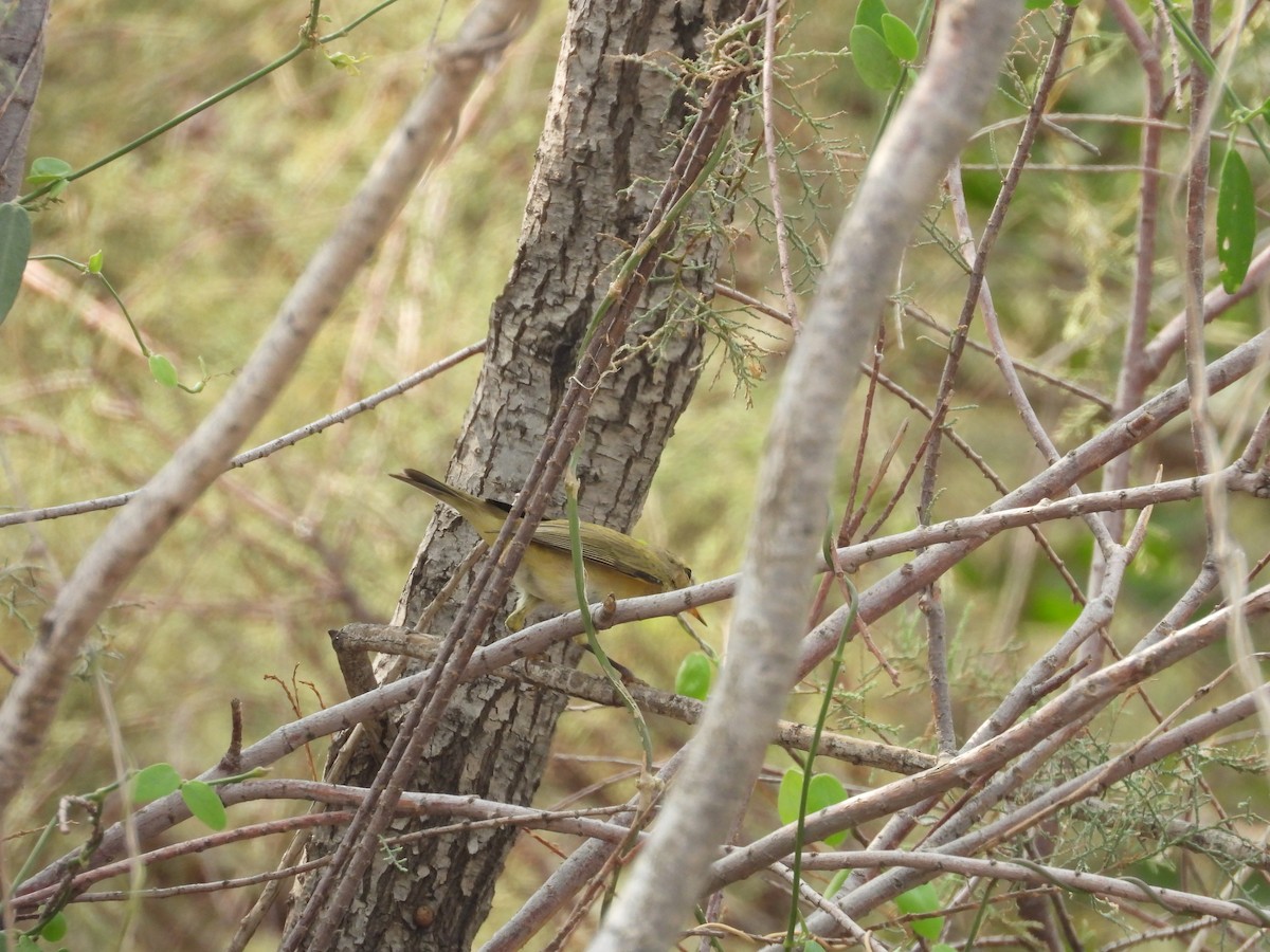 Brown Woodland-Warbler - ML645450854