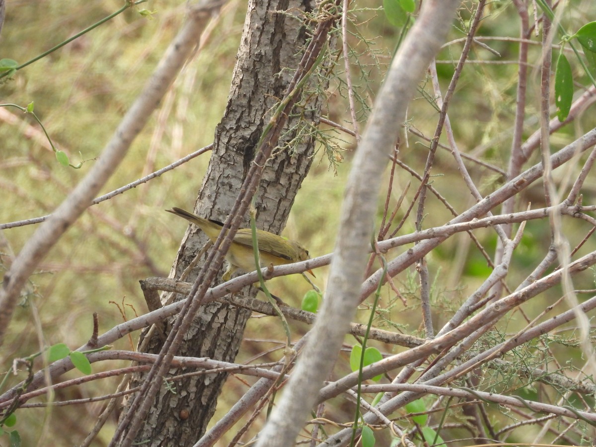 Brown Woodland-Warbler - ML645450855