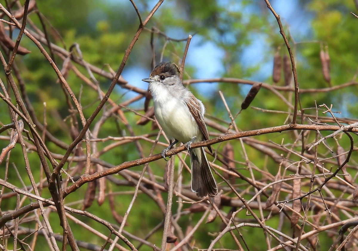 White-naped Xenopsaris - ML645450861