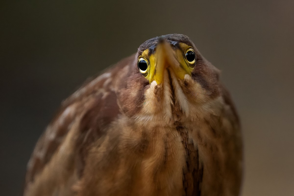 אנפית מזרחית - ML645450862