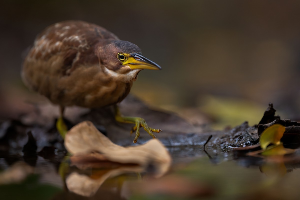 אנפית מזרחית - ML645450863