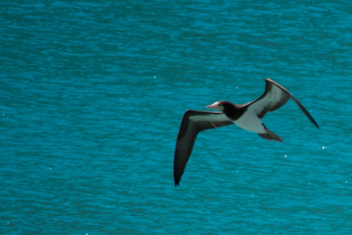 Brown Booby - ML645450872