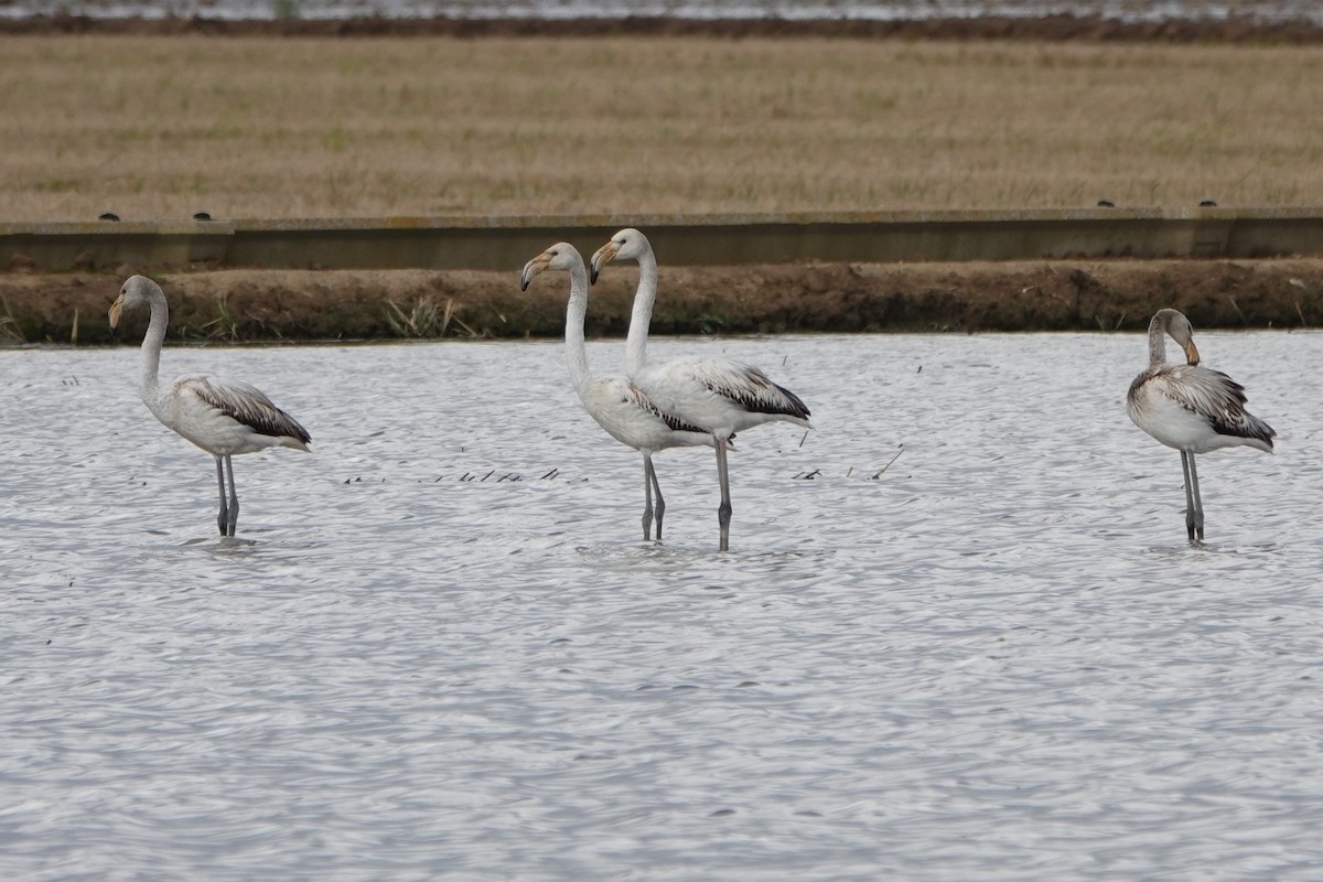 Greater Flamingo - ML645450873