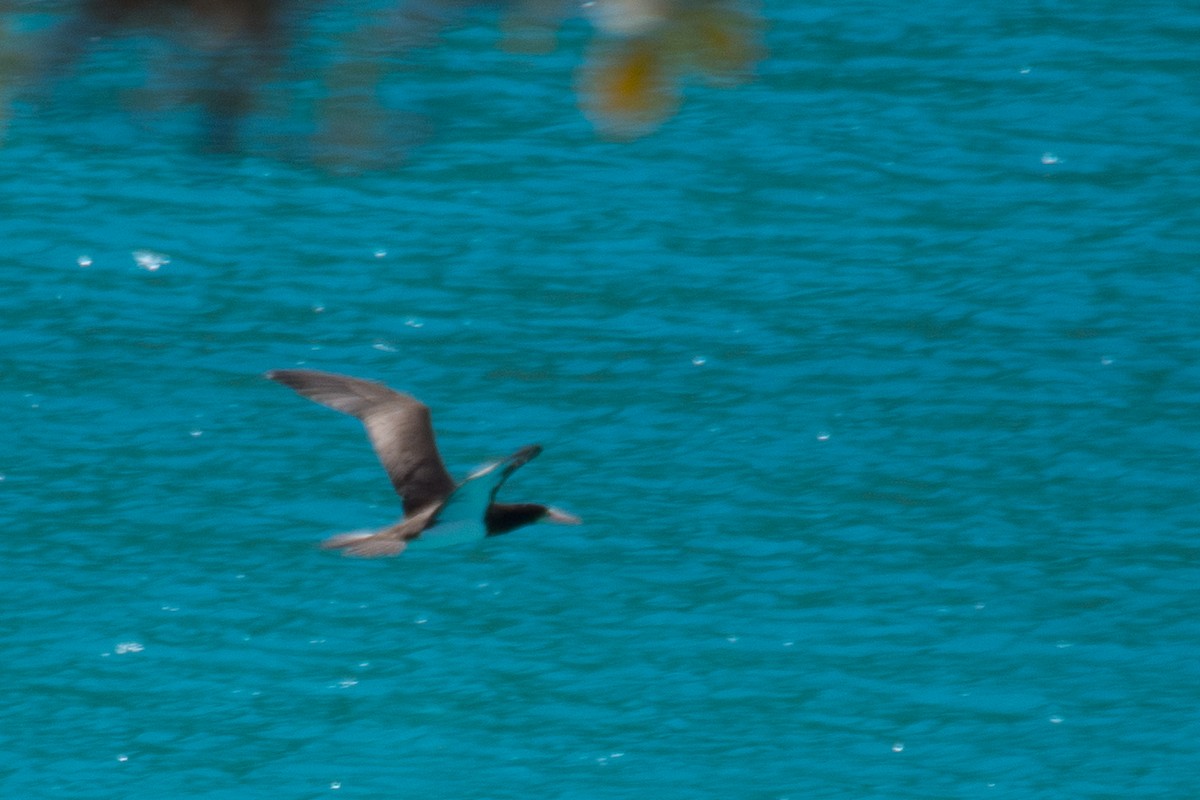 Brown Booby - ML645450880
