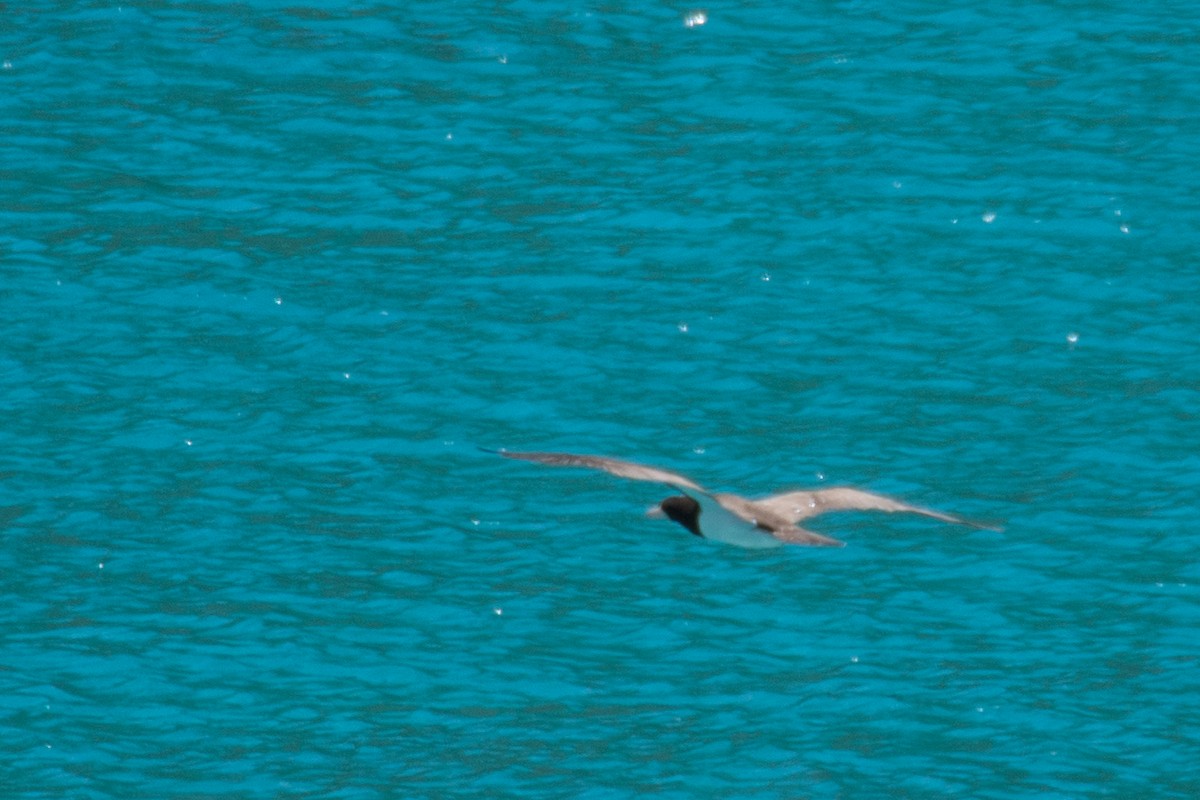 Brown Booby - ML645450881