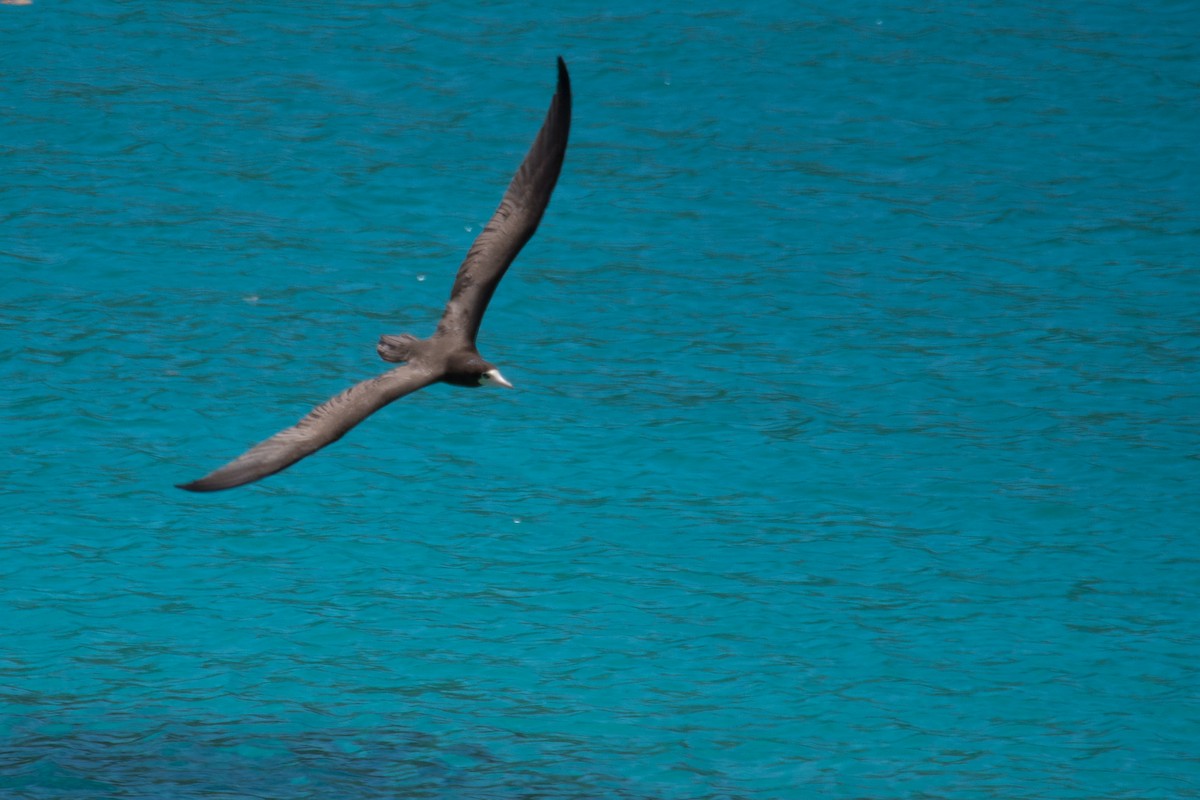 Brown Booby - ML645450882