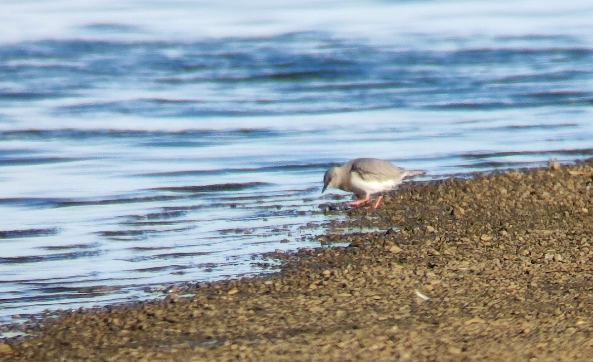 Магелланова ржанка - ML645450886