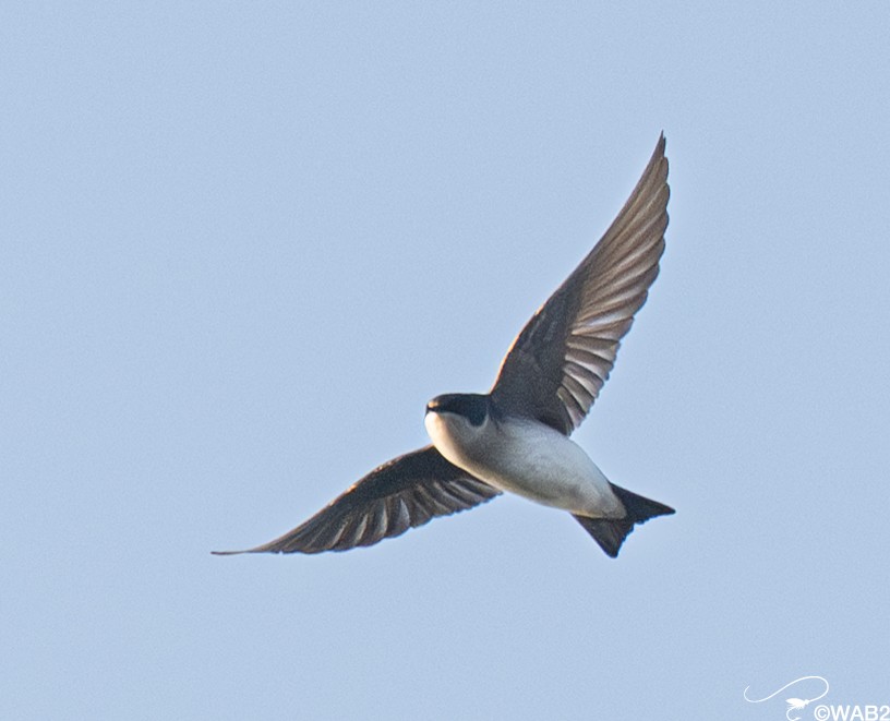 Tree Swallow - ML645450889