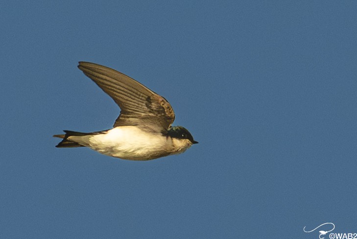 Tree Swallow - ML645450890