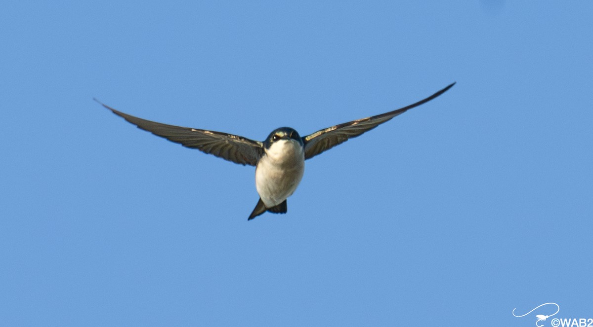 Tree Swallow - ML645450891