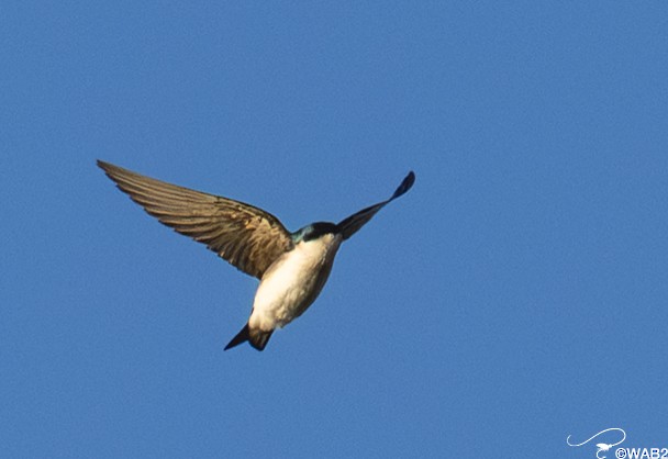Tree Swallow - ML645450892