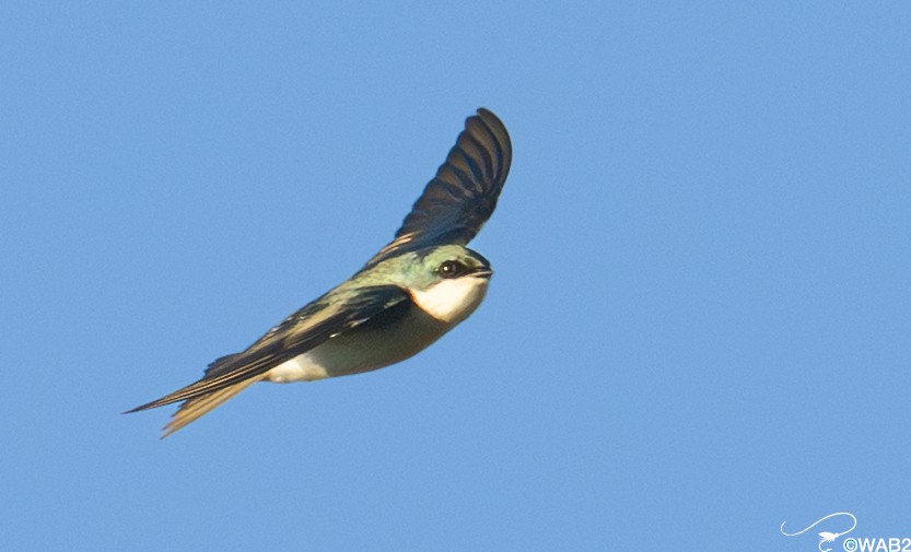 Tree Swallow - ML645450893