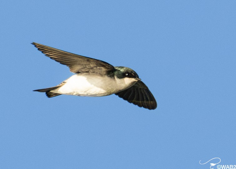 Tree Swallow - ML645450894