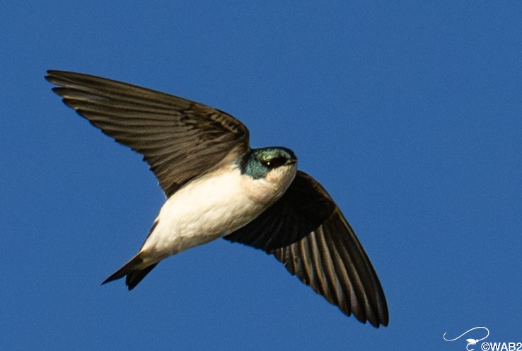 Tree Swallow - ML645450895
