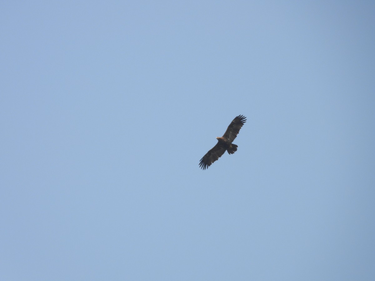 ørnvåk - ML645450901