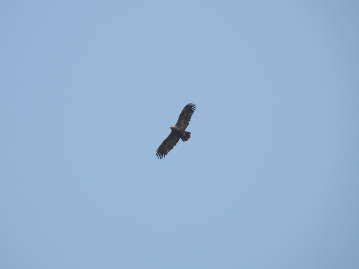 ørnvåk - ML645450902