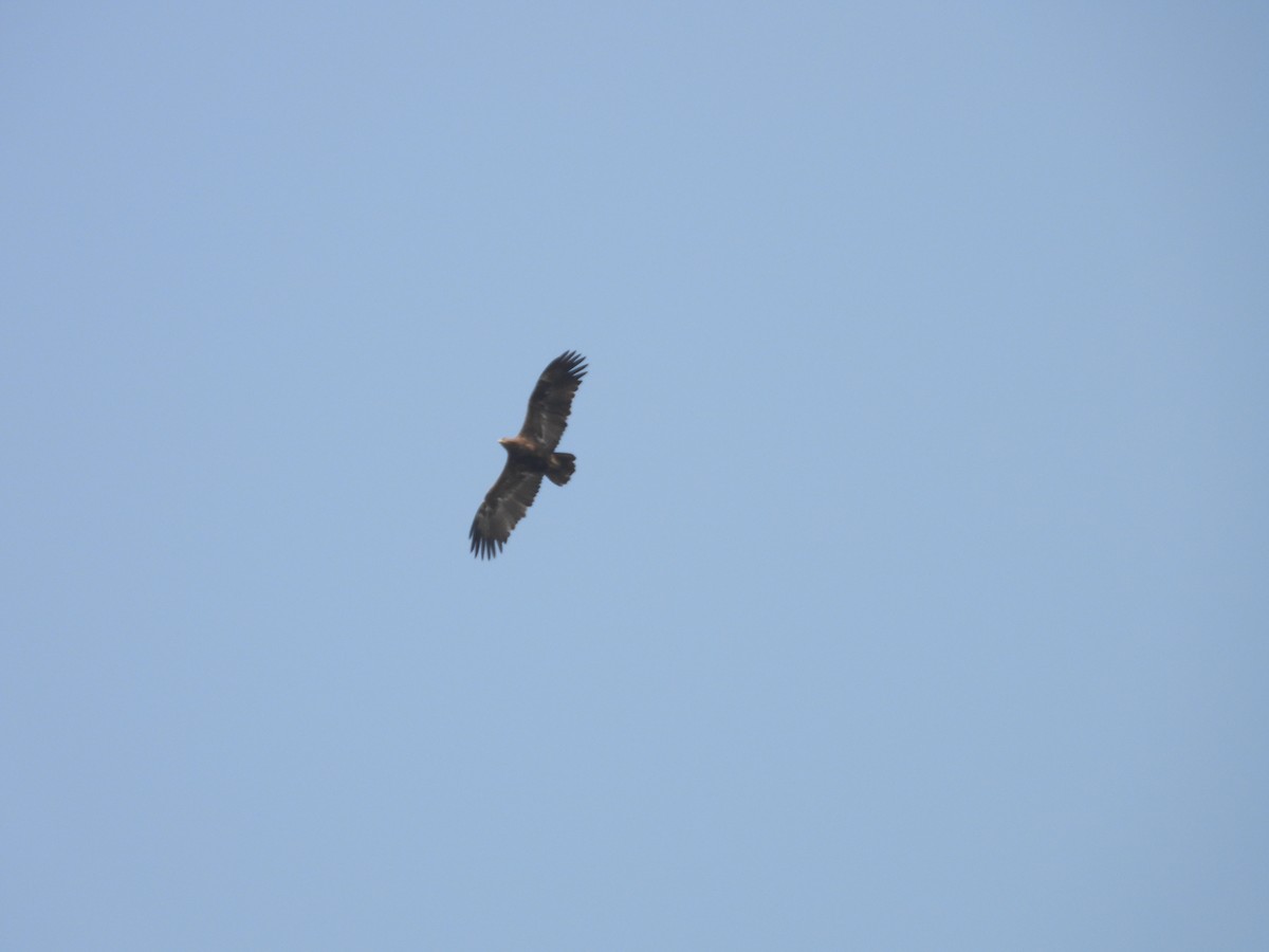 ørnvåk - ML645450903