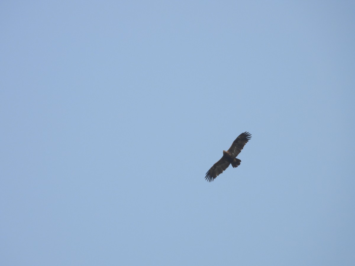 ørnvåk - ML645450905