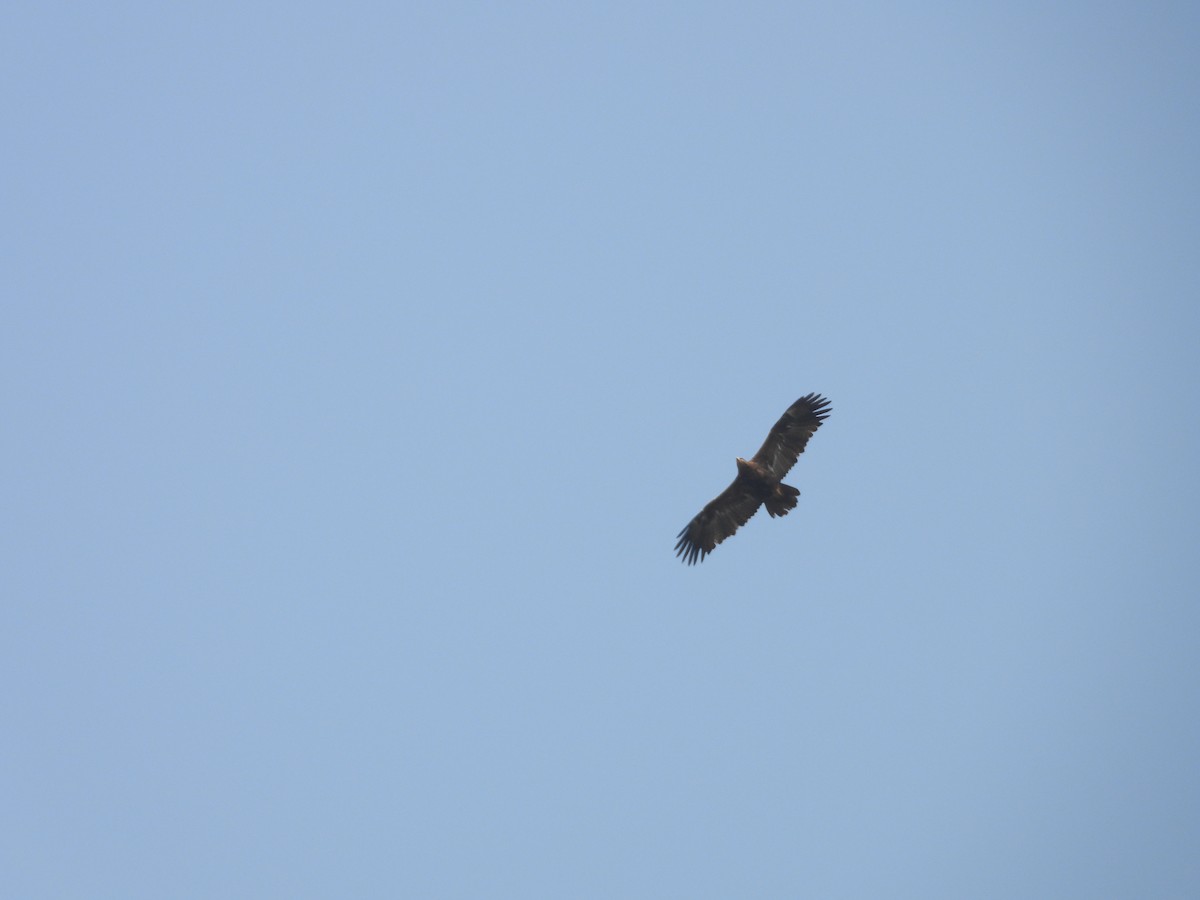 ørnvåk - ML645450906