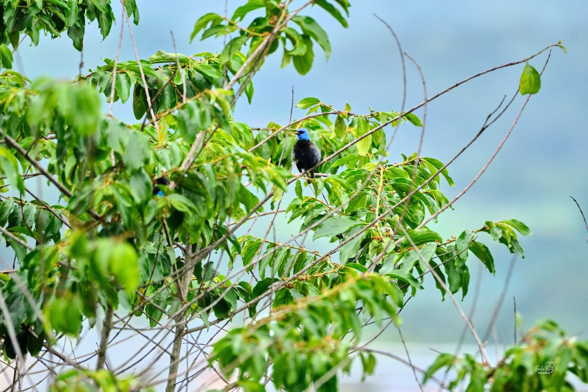 Blue-necked Tanager - ML645450912
