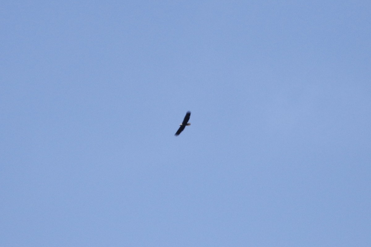 Bald Eagle - ML645450918