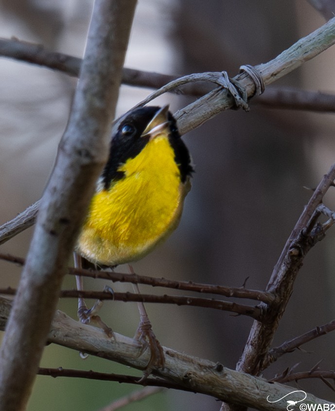 Common Yellowthroat - ML645450923