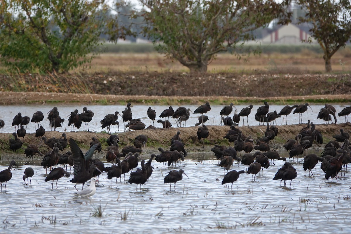 Glossy Ibis - ML645450925