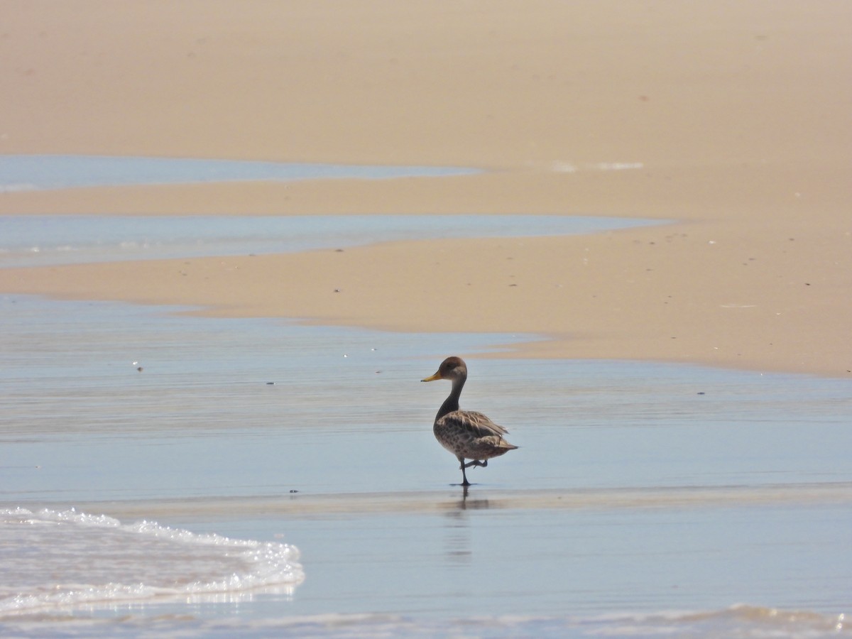 Шилохвіст жовтодзьобий - ML645450926