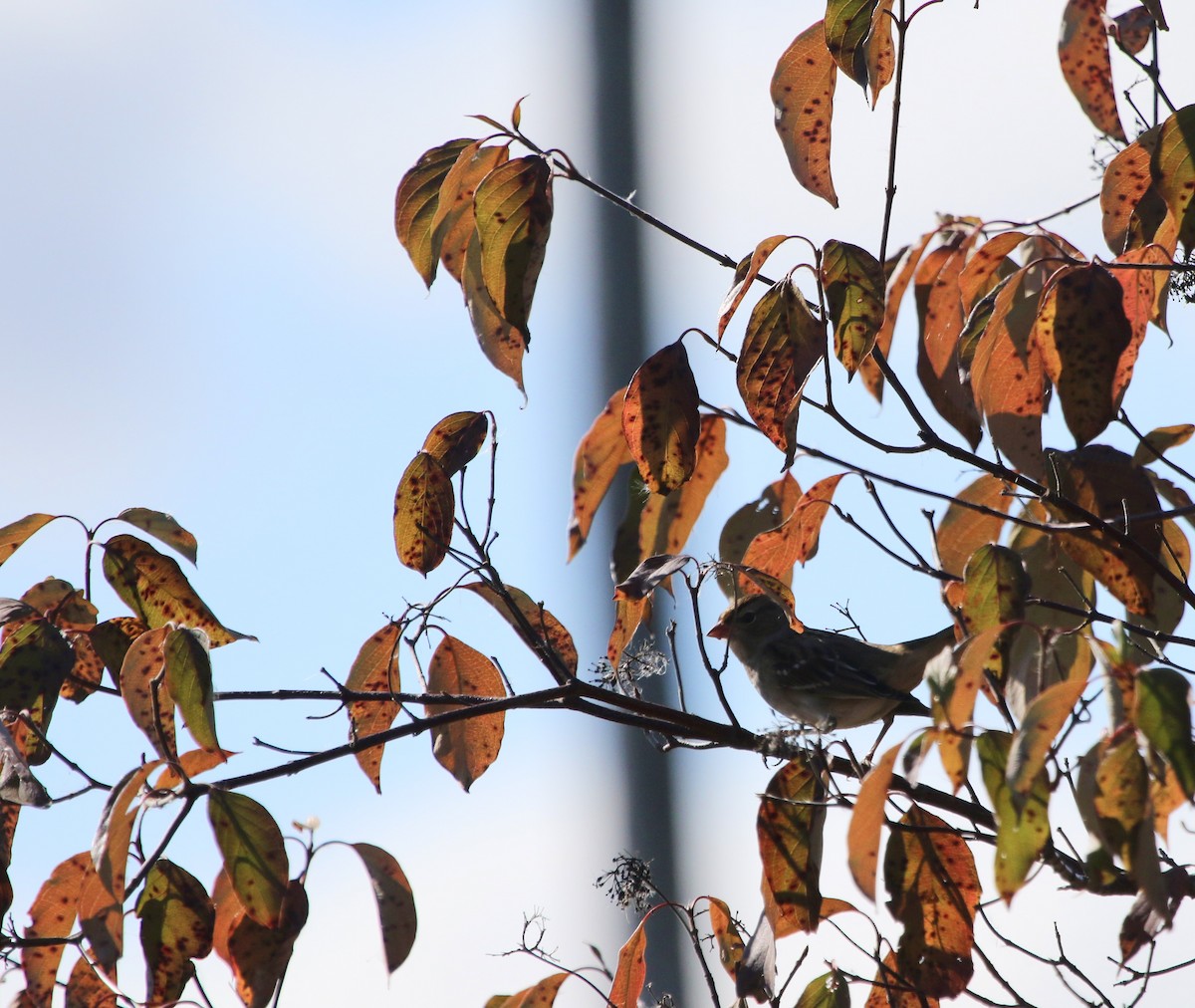 White-crowned Sparrow - ML645450928