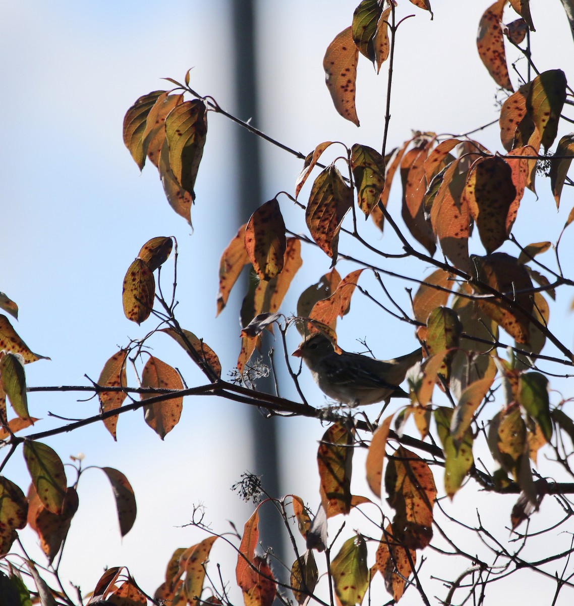 White-crowned Sparrow - ML645450929