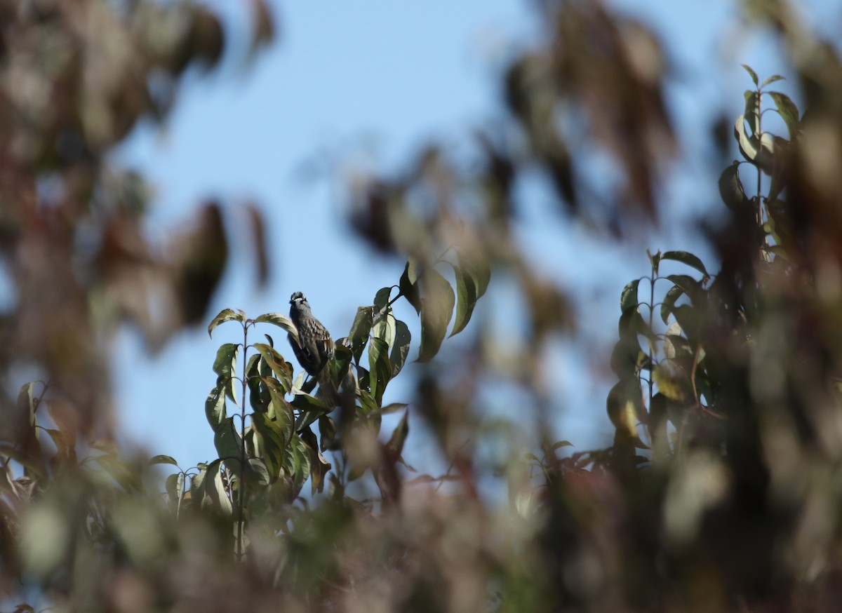 White-crowned Sparrow - ML645450930