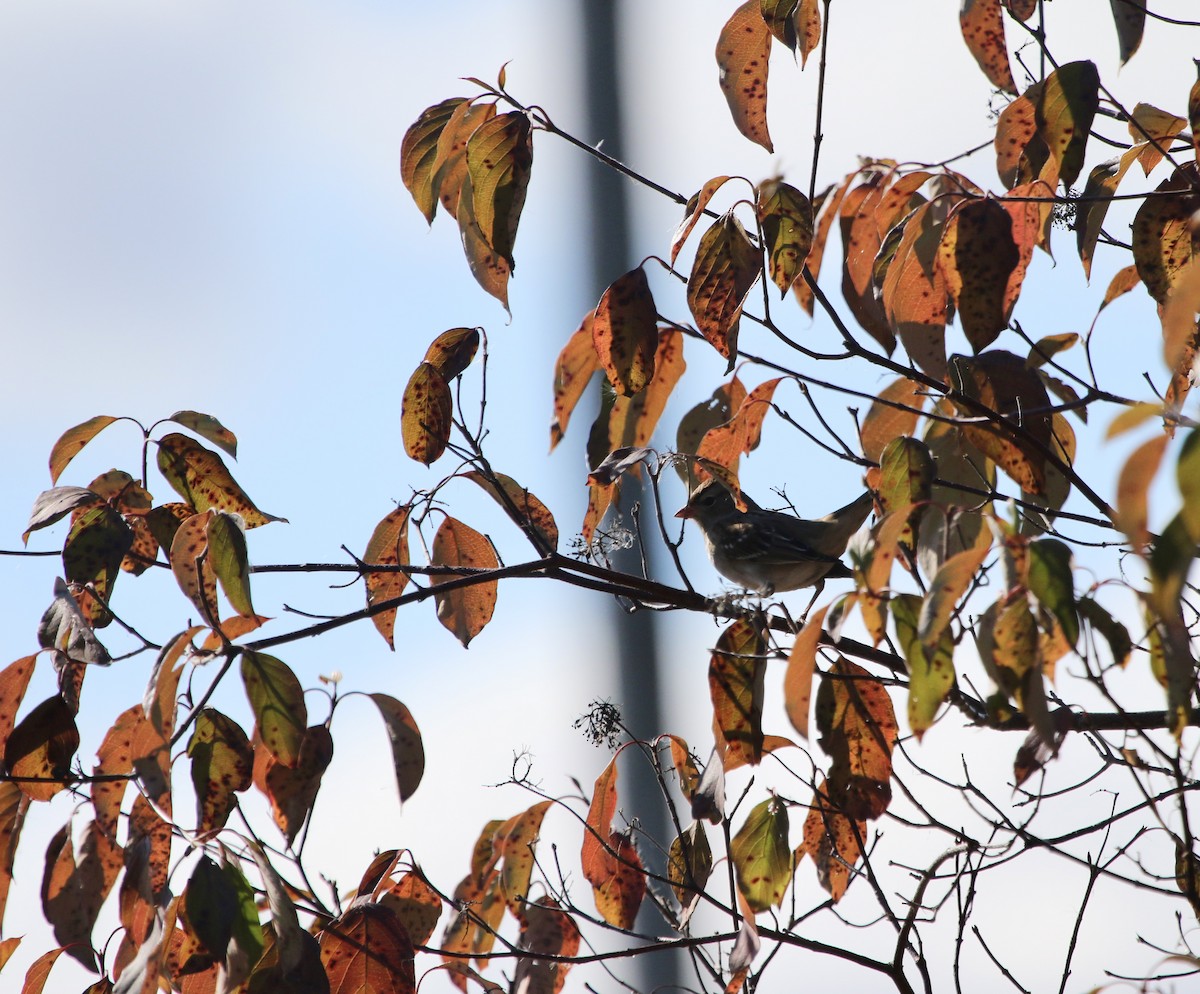White-crowned Sparrow - ML645450931