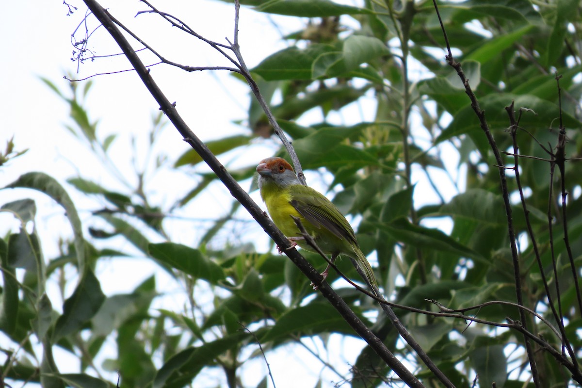 Rufous-browed Peppershrike - ML645450939