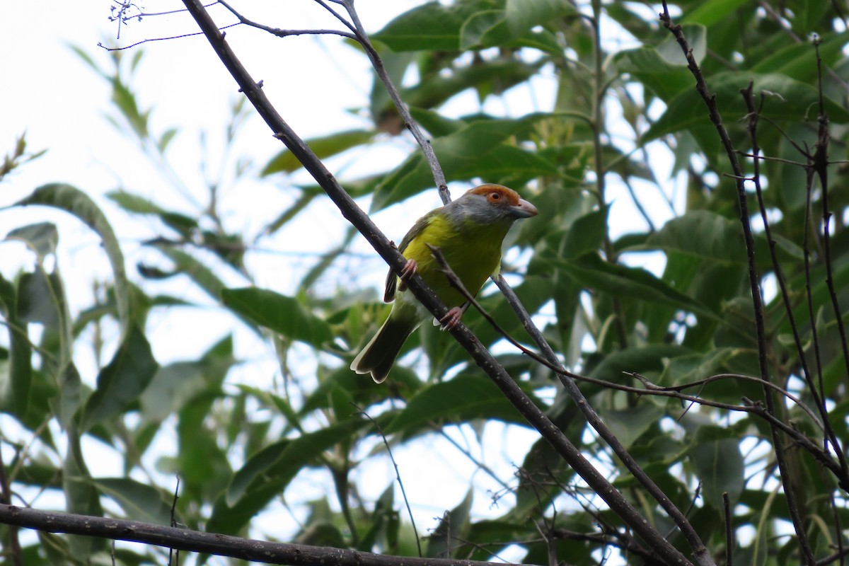Rufous-browed Peppershrike - ML645450940