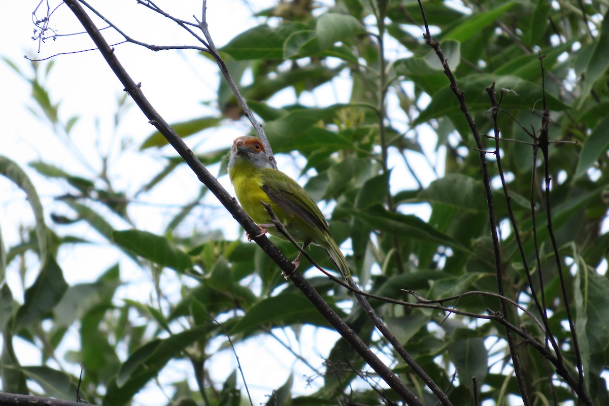 Rufous-browed Peppershrike - ML645450941