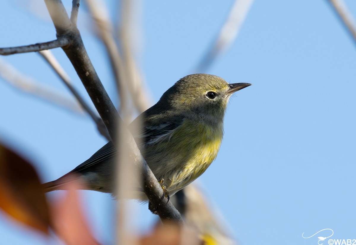 Pine Warbler - ML645450949