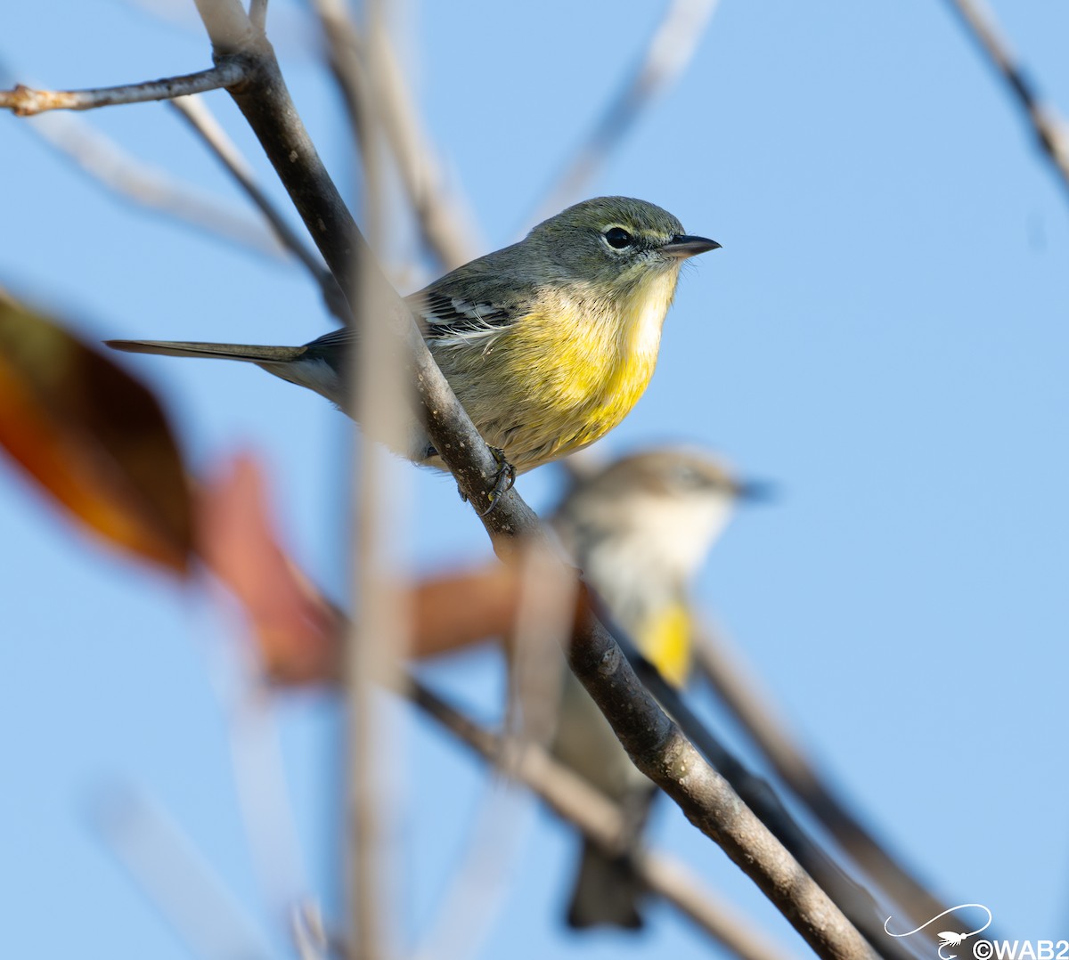 Pine Warbler - ML645450950