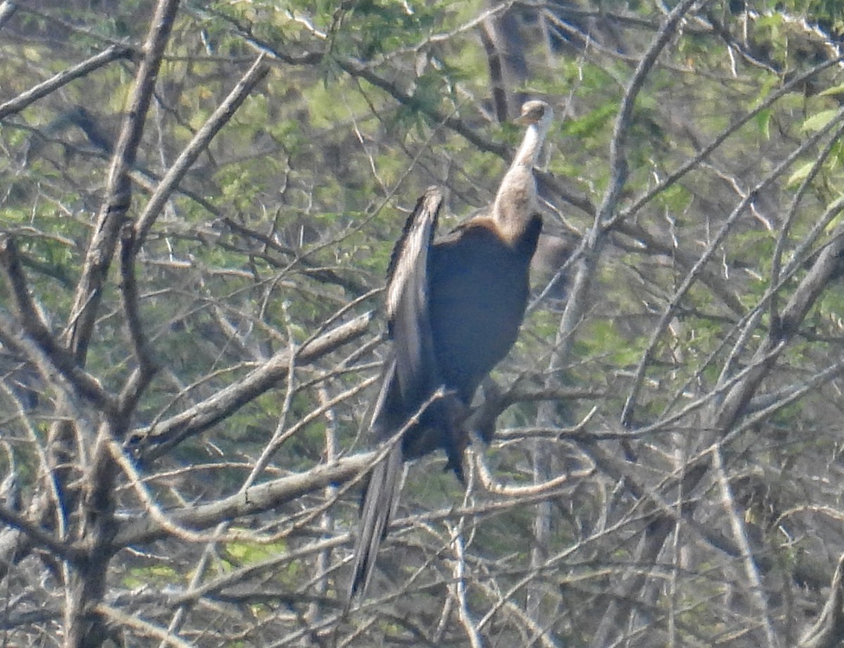 orientslangehals - ML645450952