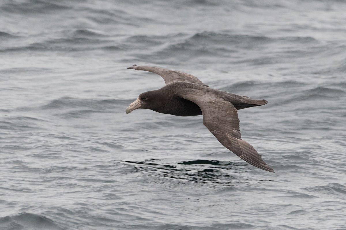 Southern Giant-Petrel - ML645450953