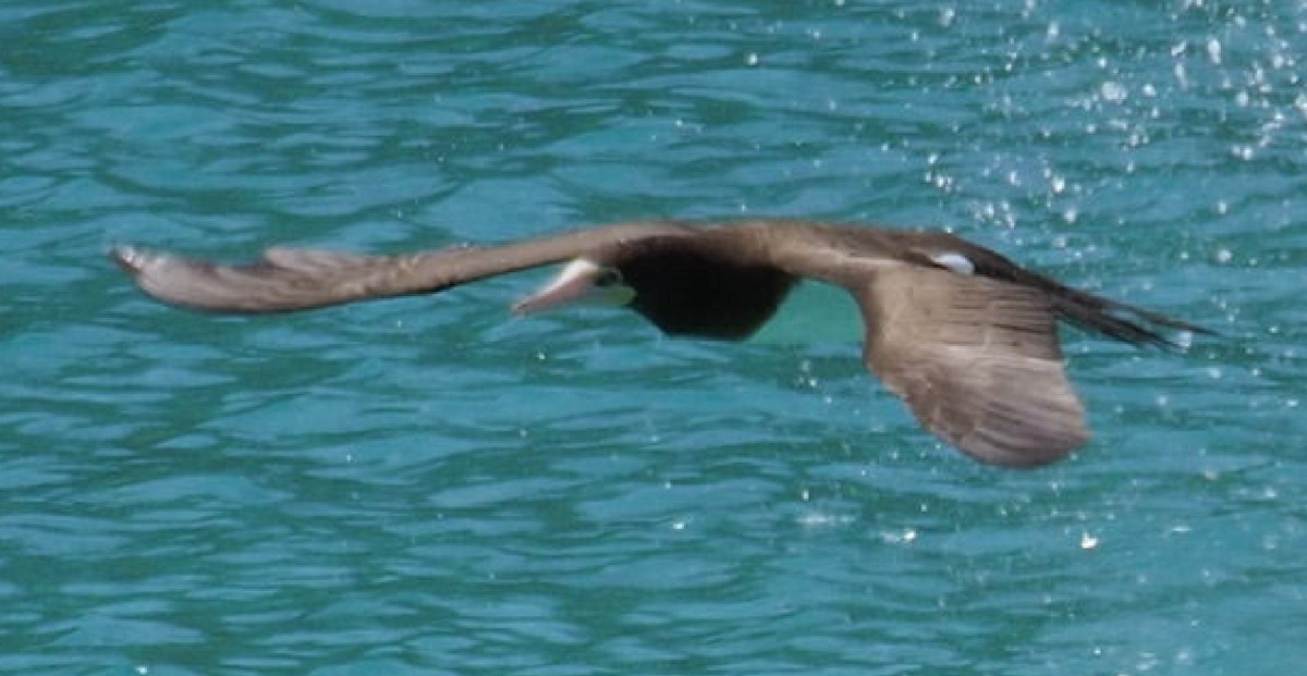 Brown Booby - ML645450961