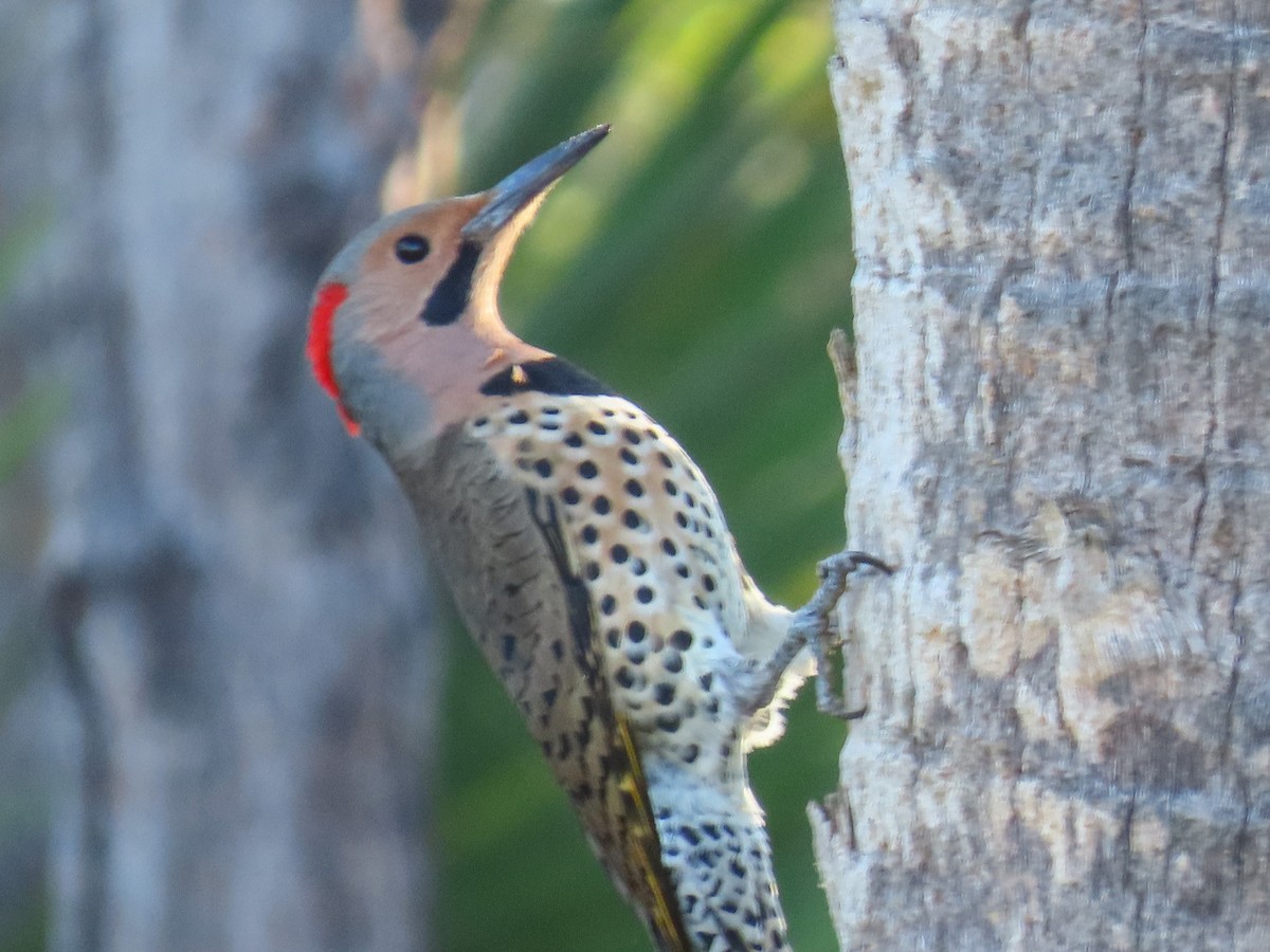 Northern Flicker - ML645450968
