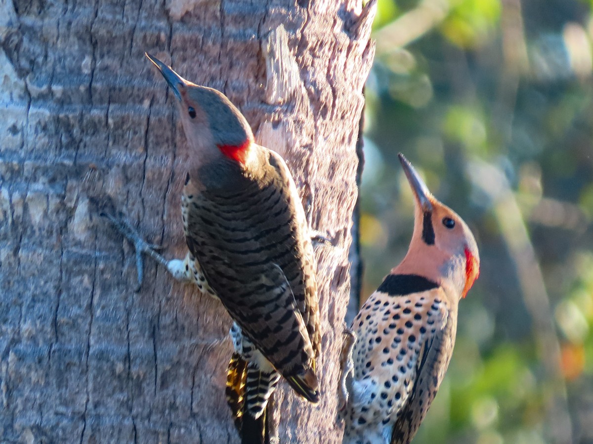 Northern Flicker - ML645450969