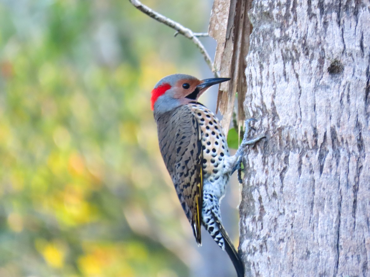 Northern Flicker - ML645450970