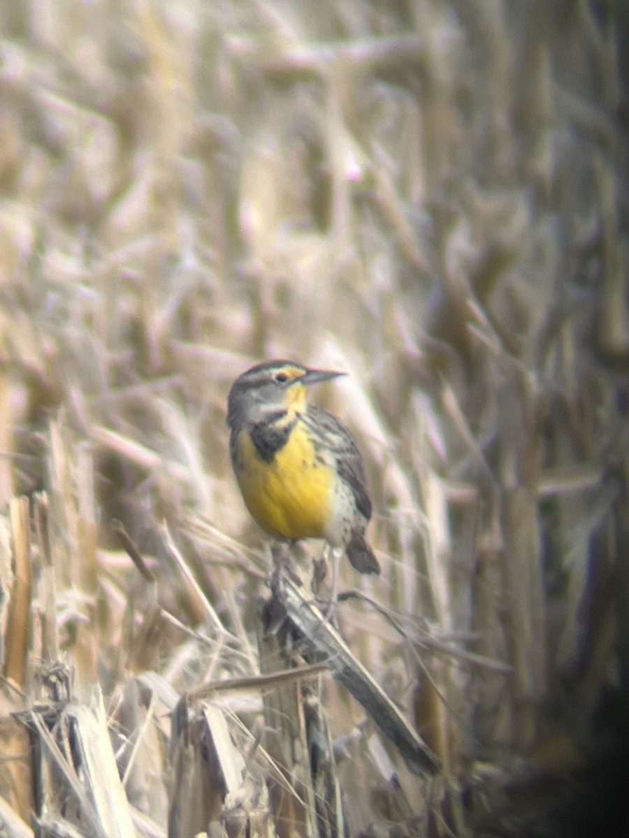 Western Meadowlark - ML645450982