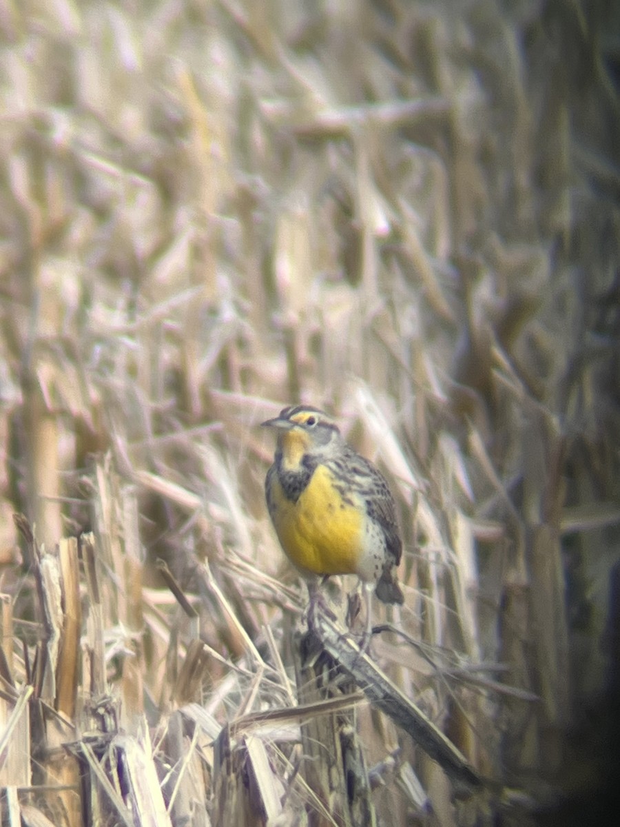 Western Meadowlark - ML645450983