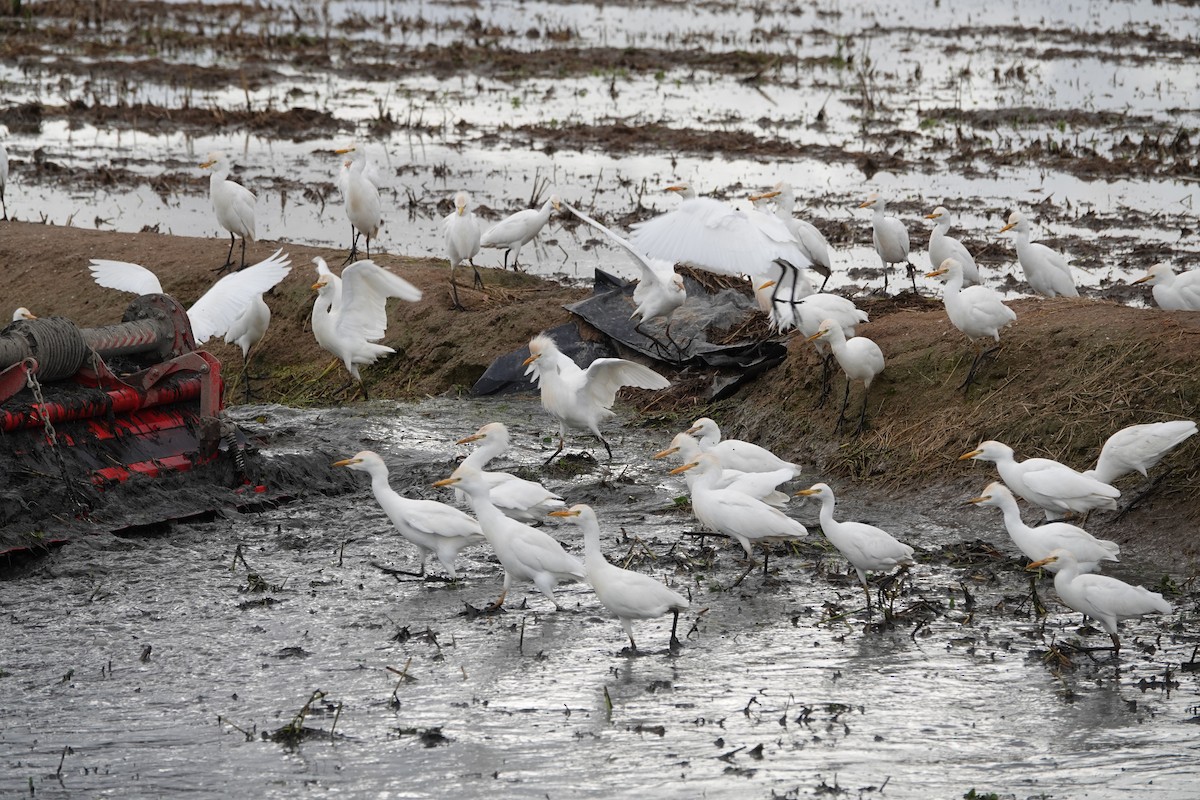 Western Cattle-Egret - ML645450987