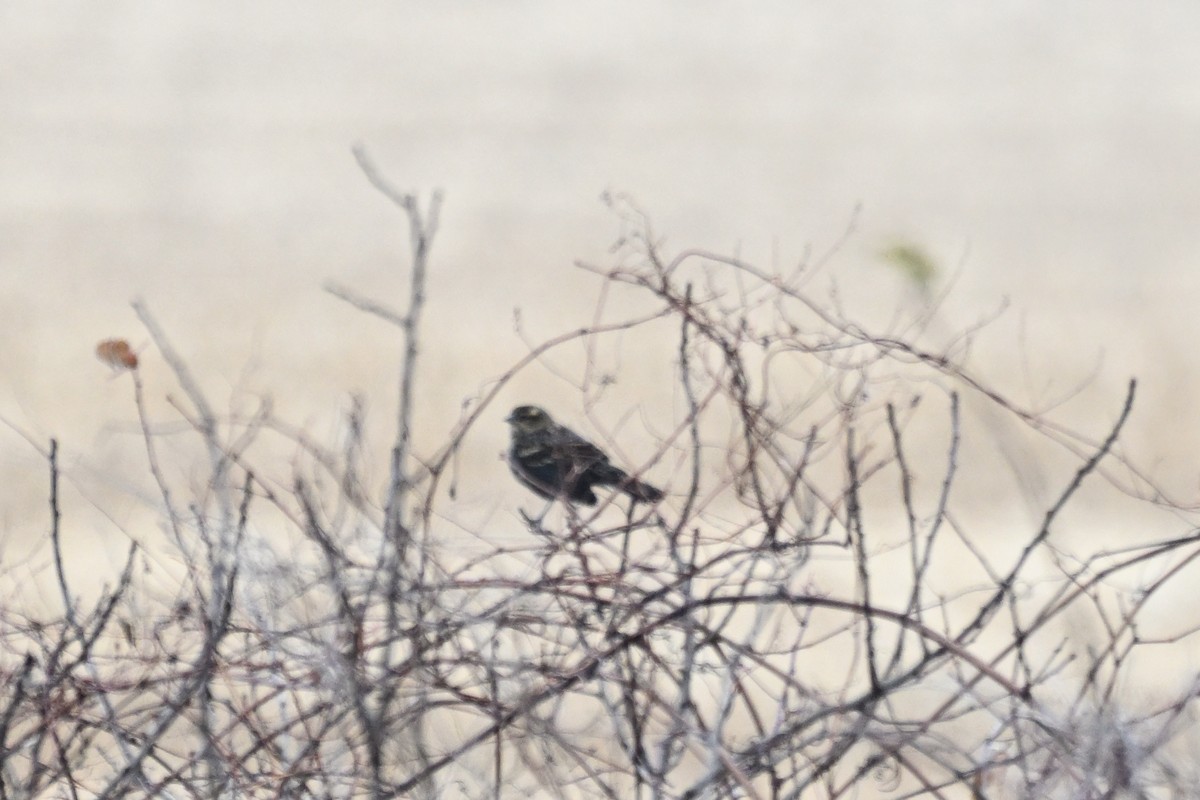 Red-winged Blackbird - ML645450991