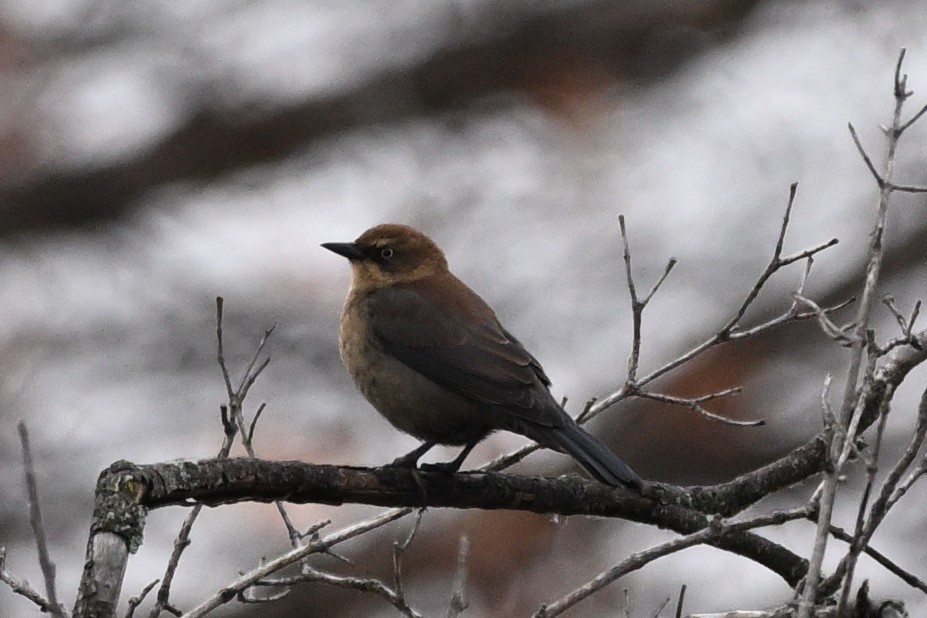 Rusty Blackbird - ML645451003